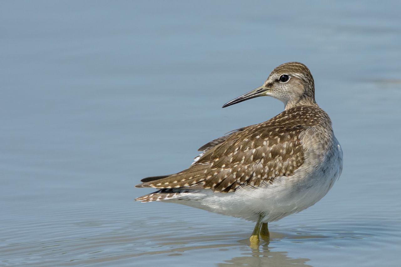 Piro-Piro boschereccio (Tringa glareola)